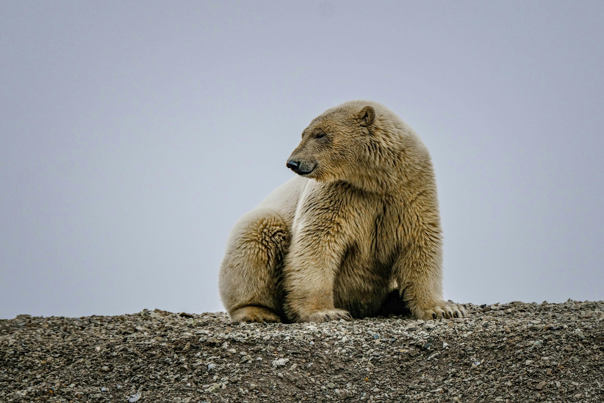 Homeless Polar Bears take to DC streets!