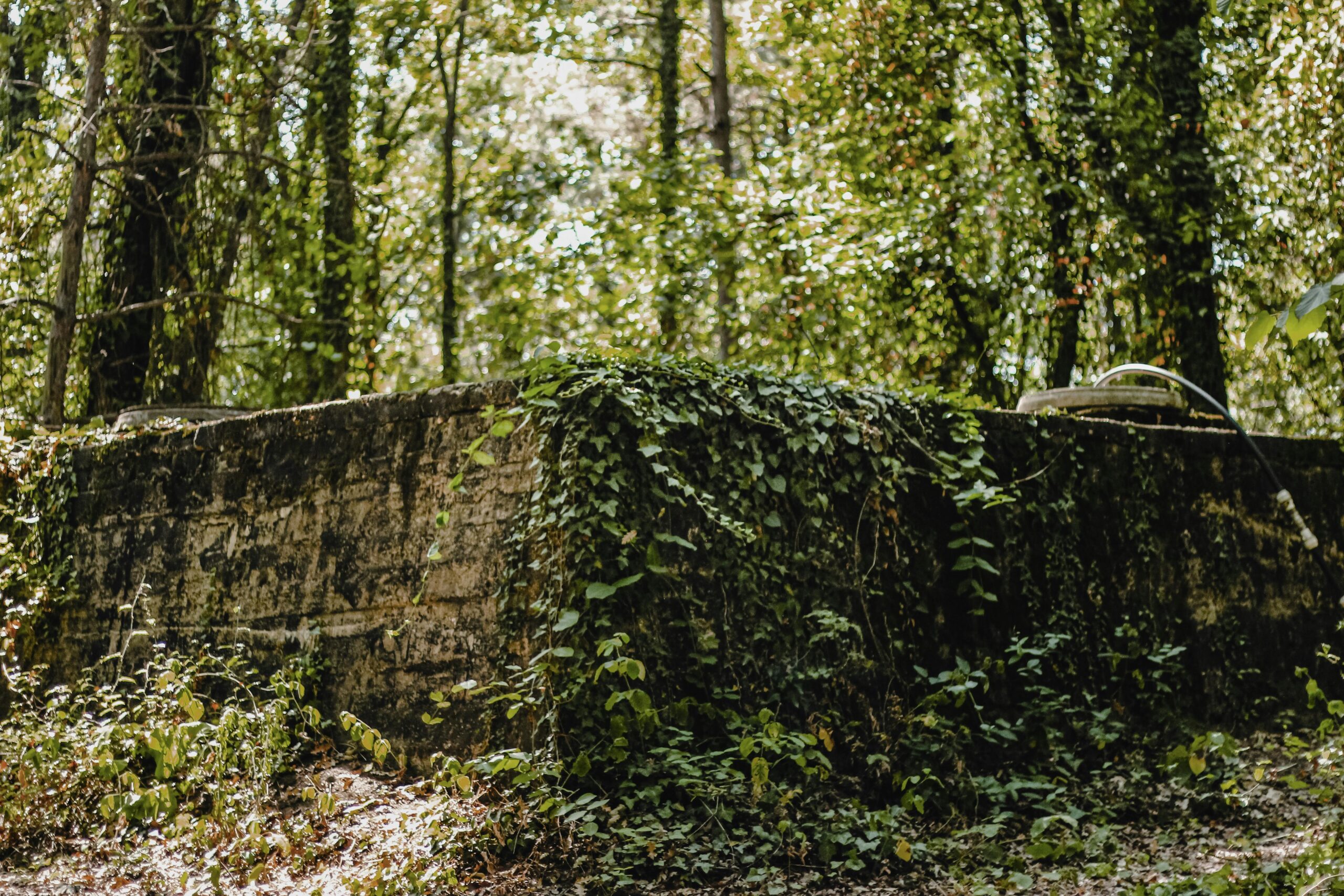 Vines covering a concrete slab in a forest