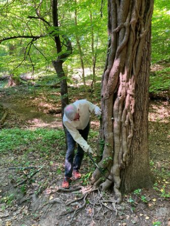 effect of vines on trees