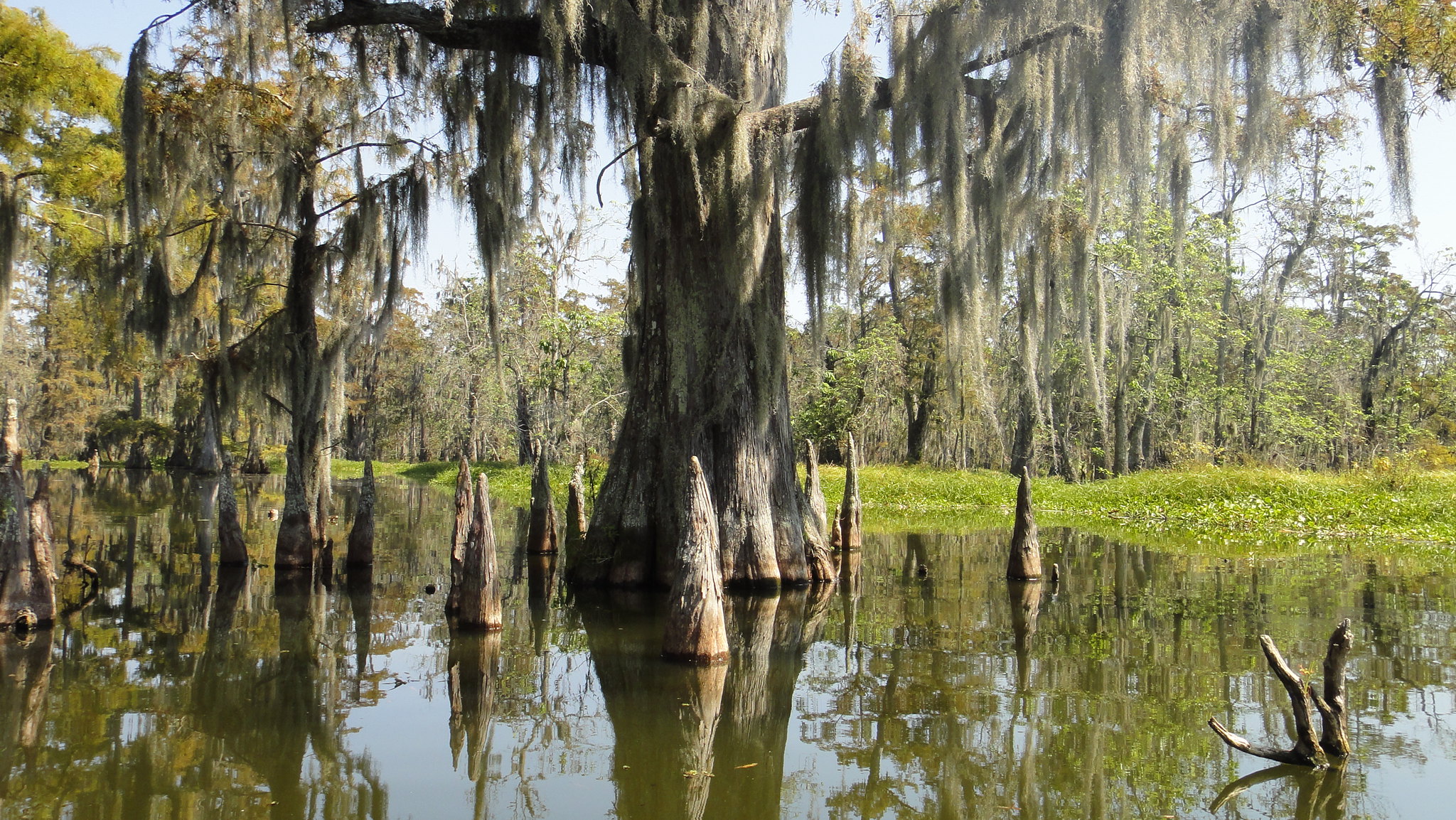 My Bayou Century Ride