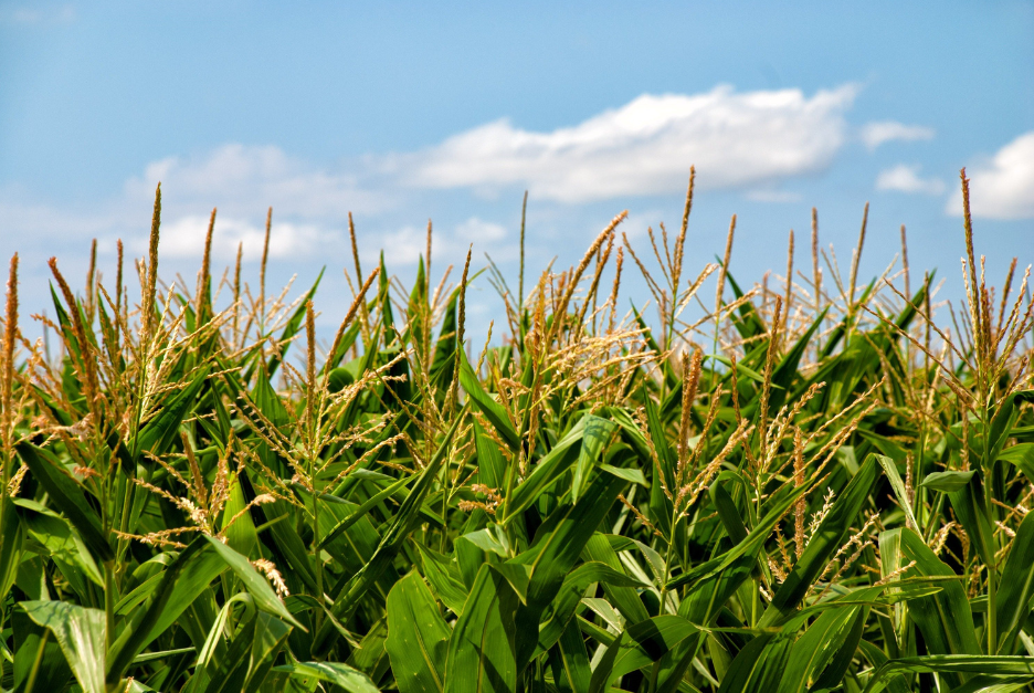 Planting the Seeds for a Climate-Smart and Climate-Just Farm Bill